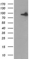 Gephyrin Antibody - HEK293T cells were transfected with the pCMV6-ENTRY control (Left lane) or pCMV6-ENTRY GPHN (Right lane) cDNA for 48 hrs and lysed. Equivalent amounts of cell lysates (5 ug per lane) were separated by SDS-PAGE and immunoblotted with anti-GPHN.