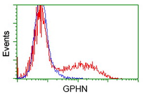 Gephyrin Antibody - HEK293T cells transfected with either overexpress plasmid (Red) or empty vector control plasmid (Blue) were immunostained by anti-GPHN antibody, and then analyzed by flow cytometry.