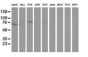 Gephyrin Antibody - Western blot of extracts (35 ug) from 9 different cell lines by using anti-GPHN monoclonal antibody (HepG2: human; HeLa: human; SVT2: mouse; A549: human; COS7: monkey; Jurkat: human; MDCK: canine; PC12: rat; MCF7: human).