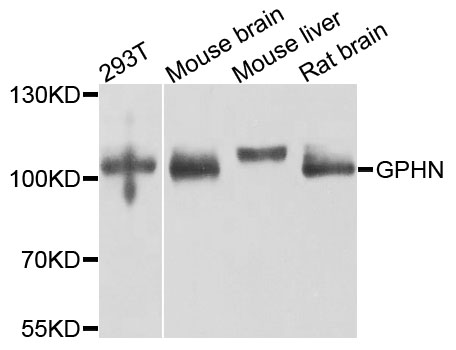 Gephyrin Antibody - Western blot analysis of extracts of various cells.