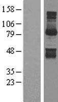 Gephyrin Protein - Western validation with an anti-DDK antibody * L: Control HEK293 lysate R: Over-expression lysate