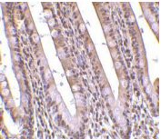 Gestrinone Antibody - Immunohistochemical staining of PHAP in human small intestine with PHAP antibody at 10µg/ml.