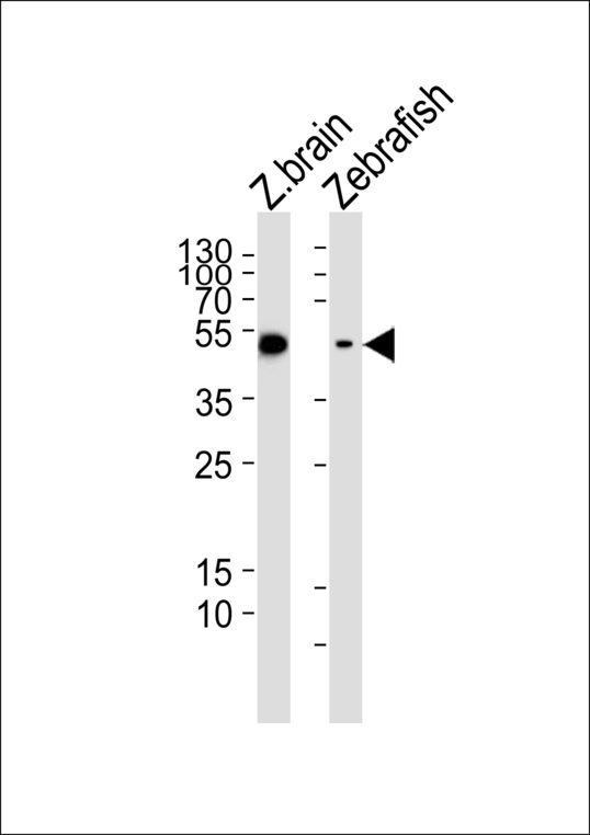 GFAP Antibody - Western blot of lysates from zebrafish brain, Zebrafish tissue lysate (from left to right) with (DANRE) gfap Antibody. Antibody was diluted at 1:1000 at each lane. A goat anti-rabbit IgG H&L (HRP) at 1:5000 dilution was used as the secondary antibody. Lysates at 35 ug per lane.
