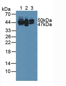 GFAP Antibody - Western Blot; Sample: Lane1: Mouse Brian Tissue; Lane2: Mouse Cerebellum Tissue; Lane3: Mouse Heart Tissue.