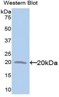 GFAP Antibody - Western blot of recombinant GFAP.  This image was taken for the unconjugated form of this product. Other forms have not been tested.