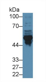 GFAP Antibody - Western Blot; Sample: Mouse Cerebrum lysate; ;Primary Ab: 2µg/ml Rabbit Anti-Mouse GFAP Antibody;Second Ab: 0.2µg/mL HRP-Linked Caprine Anti-Rabbit IgG Polyclonal Antibody;