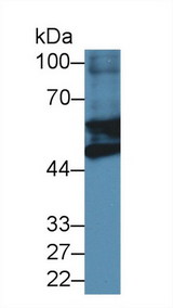 GFAP Antibody - Western Blot; Sample: Mouse Heart lysate; ;Primary Ab: 2µg/ml Rabbit Anti-Mouse GFAP Antibody;Second Ab: 0.2µg/mL HRP-Linked Caprine Anti-Rabbit IgG Polyclonal Antibody;(Catalog: SAA544Rb19