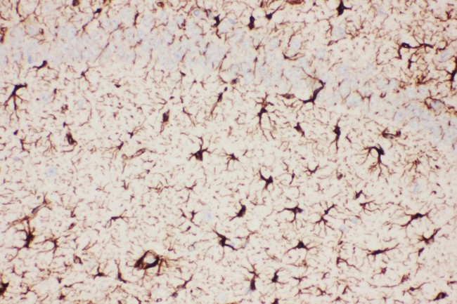 GFAP Antibody - GFAP antibody IHC-paraffin: Mouse Brain Tissue.
