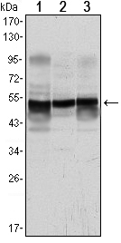 GFAP Antibody - Western blot using GFAP mouse monoclonal antibody against A431 (1), SK-N-SH (2) and PC12 (3) cell lysate.