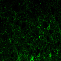 GFAP Antibody - Immunofluorescence of paraffin-embedded lobe of brain tissues using GFAP mouse monoclonal antibody (green).