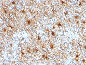 GFAP Antibody - Formalin-fixed, paraffin-embedded human cerebellum stained with GFAP antibody (ASTRO/789).  This image was taken for the unmodified form of this product. Other forms have not been tested.