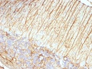 GFAP Antibody - Formalin-fixed, paraffin-embedded rat cerebellum stained with GFAP antibody (ASTRO/789).  This image was taken for the unmodified form of this product. Other forms have not been tested.