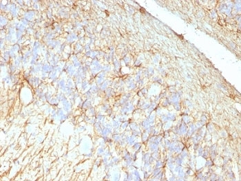 GFAP Antibody - Formalin-fixed, paraffin-embedded rat cerebellum stained with GFAP antibody (GA-5 + ASTRO/789).  This image was taken for the unmodified form of this product. Other forms have not been tested.