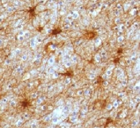 GFAP Antibody - IHC testing of human brain and GFAP antibody (GFA12-3).  This image was taken for the unmodified form of this product. Other forms have not been tested.