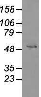 GFAP Antibody - Western blot analysis of 35ug of cell extracts from human colon adenocarcinoma (HT29) cells using anti-GFAP antibody.