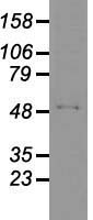 GFAP Antibody - Western blot analysis of 35ug of cell extracts from canine Kidney (MDCK) cells using anti-GFAP antibody.