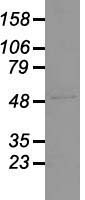 GFAP Antibody - Western blot analysis of 35ug of cell extracts from Rat (PC12) cells using anti-GFAP antibody.