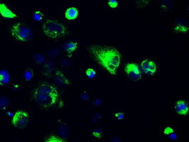 GFAP Antibody - Anti-GFAP mouse monoclonal antibody  immunofluorescent staining of COS7 cells transiently transfected by pCMV6-ENTRY GFAP. (The nuclei were counter-stained in blue.).