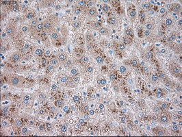 GFAP Antibody - IHC of paraffin-embedded liver tissue using anti-GFAP mouse monoclonal antibody. (Dilution 1:50).
