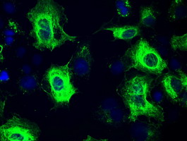 GFAP Antibody - Anti-GFAP mouse monoclonal antibody  immunofluorescent staining of COS7 cells transiently transfected by pCMV6-ENTRY GFAP. (The nuclei were counter-stained in blue.).