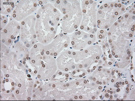 GFAP Antibody - IHC of paraffin-embedded Kidney tissue using anti-GFAP mouse monoclonal antibody. (Dilution 1:50).