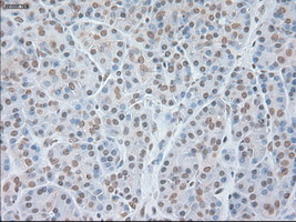 GFAP Antibody - IHC of paraffin-embedded pancreas tissue using anti-GFAP mouse monoclonal antibody. (Dilution 1:50).