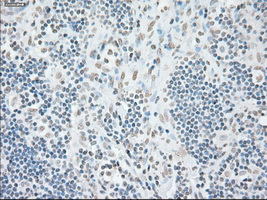 GFAP Antibody - IHC of paraffin-embedded lymph node tissue using anti-GFAP mouse monoclonal antibody. (Dilution 1:50).