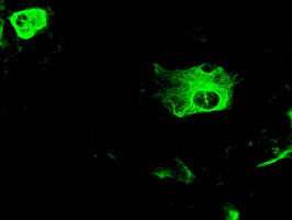 GFAP Antibody - Anti-GFAP mouse monoclonal antibody  immunofluorescent staining of COS7 cells transiently transfected by pCMV6-ENTRY GFAP.