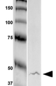 GFAP Antibody - Detection of GFAP in rat brain lysate with GFAP Monoclonal Antibody at 4ug/ml.