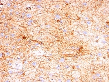 GFAP Antibody - Formalin-fixed, paraffin-embedded human cerebellum stained with GFAP antibody (SPM507).  This image was taken for the unmodified form of this product. Other forms have not been tested.