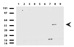 GFAP Antibody - Western blot of cell lysates. (35ug) from 9 different cell lines. (1: HepG2, 2: HeLa, 3: SV-T2, 4: A549. 5: COS7, 6: Jurkat, 7: MDCK, 8: PC-12, 9: MCF7).