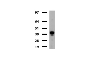 GFAP Antibody - Western blot of mouse tissue lysates. (20ug) from Brain. Diluation: 1:500.
