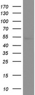 GFAP Antibody - Western blot analysis of DU145 cell lysate. (35ug) by using anti-GFAP monoclonal antibody.