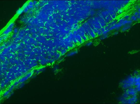 GFAP Antibody - Immunofluorescence staining of a 9 days old zebrafish embryo