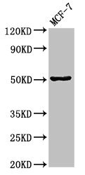 GFAP Antibody - Positive Western Blot detected in MCF-7 whole cell lysate. All lanes: GFAP antibody at 3.4 µg/ml Secondary Goat polyclonal to rabbit IgG at 1/50000 dilution. Predicted band size: 50, 51 KDa. Observed band size: 50 KDa