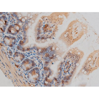 GFAP Antibody - 1:200 staining mouse intestinal tissue by IHC-P. The tissue was formaldehyde fixed and a heat mediated antigen retrieval step in citrate buffer was performed. The tissue was then blocked and incubated with the antibody for 1.5 hours at 22°C. An HRP conjugated goat anti-rabbit antibody was used as the secondary.