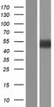 GFAP Protein - Western validation with an anti-DDK antibody * L: Control HEK293 lysate R: Over-expression lysate