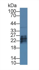 GFER Antibody - Western Blot; Sample: Mouse Liver lysate; Primary Ab: 1µg/ml Rabbit Anti-Mouse GFER Antibody Second Ab: 0.2µg/mL HRP-Linked Caprine Anti-Rabbit IgG Polyclonal Antibody