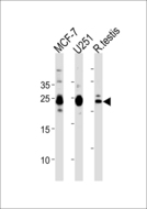 GFER Antibody - GFER Antibody western blot of MCF-7,U251 cell line and rat testis tissue lysates (35 ug/lane). The GFER antibody detected the GFER protein (arrow).