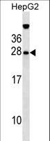 GFER Antibody - GFER Antibody western blot of HepG2 cell line lysates (35 ug/lane). The GFER antibody detected the GFER protein (arrow).