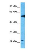 GFER Antibody - Western blot of ALR Antibody with human Fetal Kidney lysate.  This image was taken for the unconjugated form of this product. Other forms have not been tested.