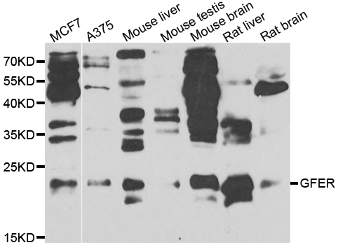GFER Antibody - Western blot analysis of extracts of various cell lines.