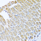 GFER Antibody - Immunohistochemistry of paraffin-embedded mouse stomach tissue.
