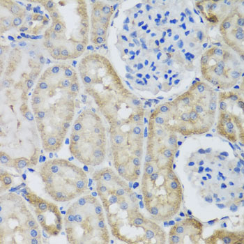 GFER Antibody - Immunohistochemistry of paraffin-embedded rat kidney tissue.