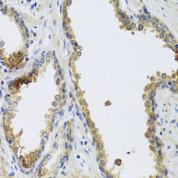 GFER Antibody - Immunohistochemistry of paraffin-embedded human prostate.