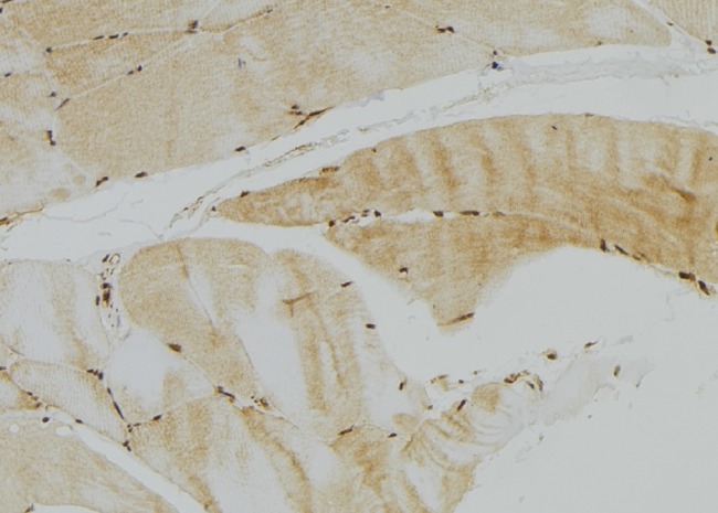 GFER Antibody - 1:100 staining mouse muscle tissue by IHC-P. The sample was formaldehyde fixed and a heat mediated antigen retrieval step in citrate buffer was performed. The sample was then blocked and incubated with the antibody for 1.5 hours at 22°C. An HRP conjugated goat anti-rabbit antibody was used as the secondary.