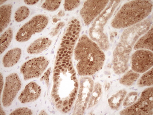 GFI1 Antibody - Immunohistochemical staining of paraffin-embedded Human Kidney tissue within the normal limits using anti-GFI1 mouse monoclonal antibody. (Heat-induced epitope retrieval by 1 mM EDTA in 10mM Tris, pH8.5, 120C for 3min,