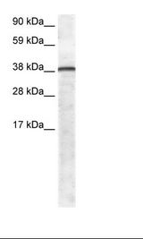 GFI1 Antibody - Fetal Lung Lysate.  This image was taken for the unconjugated form of this product. Other forms have not been tested.