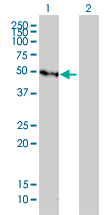 GFI1 Antibody - Western blot of GFI1 expression in transfected 293T cell line by GFI1 monoclonal antibody (M01), clone 3G8.