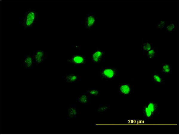GFI1 Antibody - Immunofluorescence of monoclonal antibody to GFI1 on HeLa cell (antibody concentration 10 ug/ml).